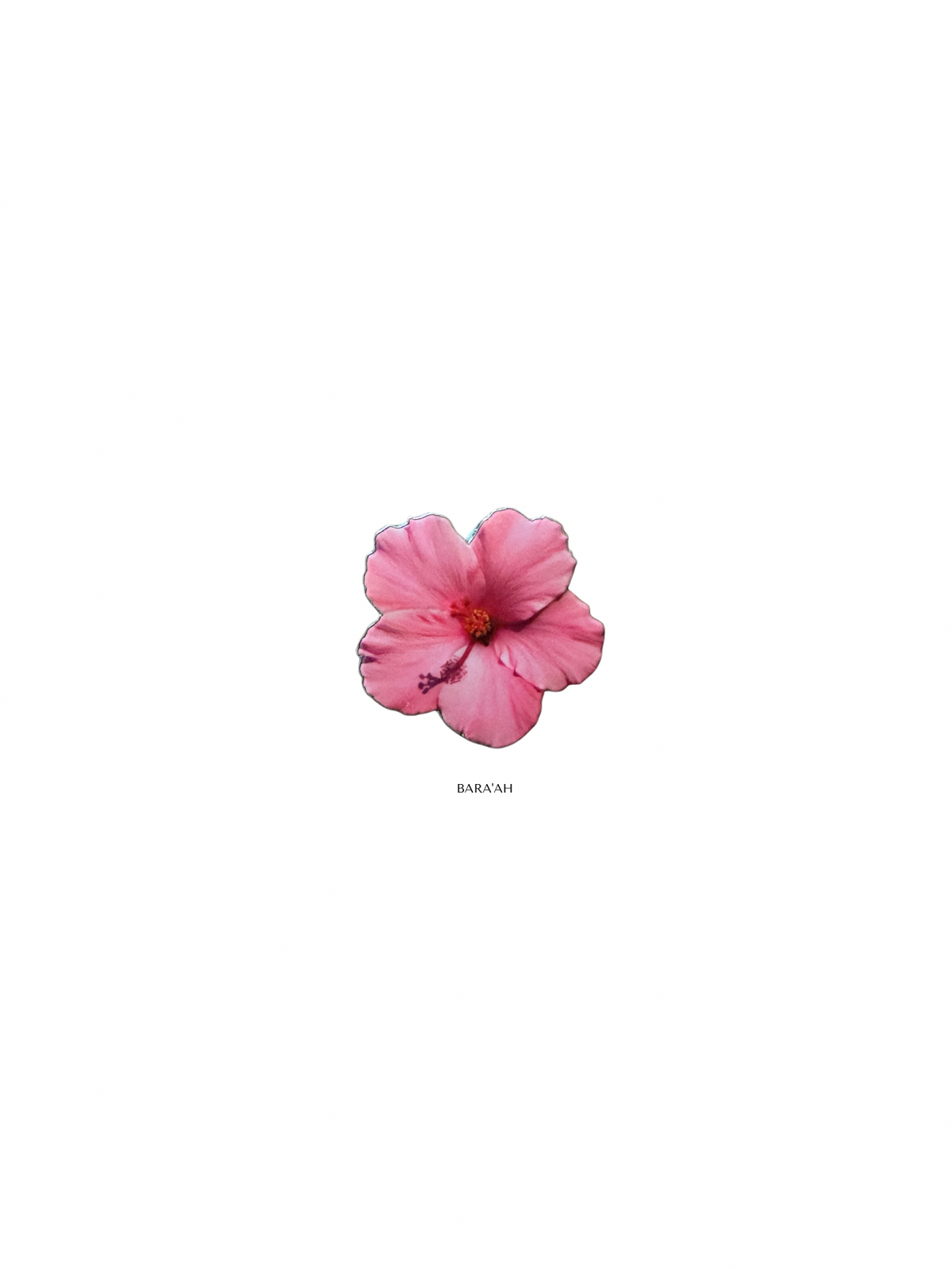 Pink hibiscus flower
